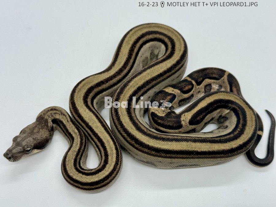 MOTLEY HET T+ VPI LEOPARD